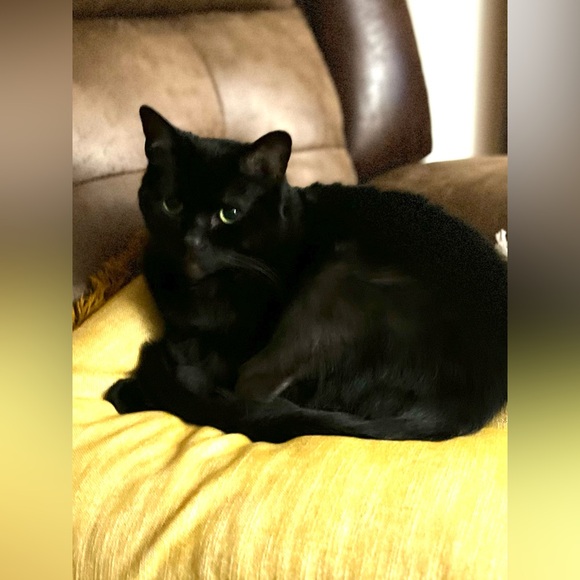 Meet your Posher, Dawn - Picture 2 of 6